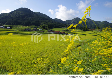 Rural landscape Autumn Ominaesi rice Mountain range Tripokoyama Tanada Rural landscape Autumn Ominaesi rice Mountain range Tripokoyama Tanada 38181548