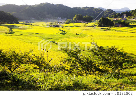 Rural landscape autumn rice field rural pre-harvest 38181802