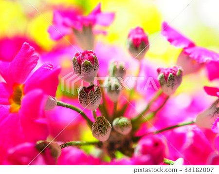 粉紅色的花朵 38182007