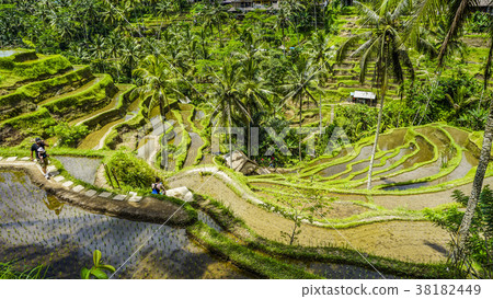 峇裡島烏布德格拉朗梯田 峇裡島烏布德格拉朗梯田 38182449