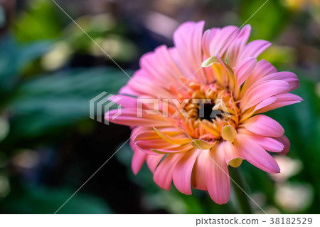 gerbera daisy close up macro texture. gerbera daisy close up macro texture. 38182529