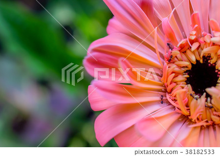 gerbera daisy close up macro texture. gerbera daisy close up macro texture. 38182533