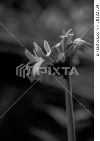 gerbera daisy close up macro texture. gerbera daisy close up macro texture. 38182534