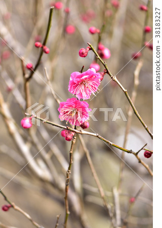 Red plum blossoms cold plum blossoms large chill image Rising spring image Early spring image 38183227