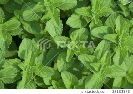 Peppermint is a spiced vanilla plant with fresh, cool leaves. 38183578