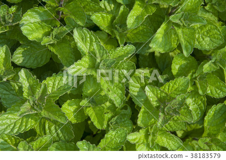 薄荷是一種辛香調味香草植物,葉子有清新涼爽的口味 38183579