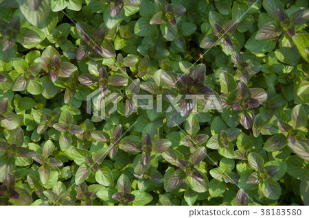 薄荷是一種辛香調味香草植物,葉子有清新涼爽的口味 38183580