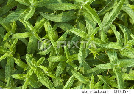 Peppermint is a spiced vanilla plant with fresh, cool leaves. 38183581