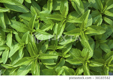 Peppermint is a spiced vanilla plant with fresh, cool leaves. 38183582