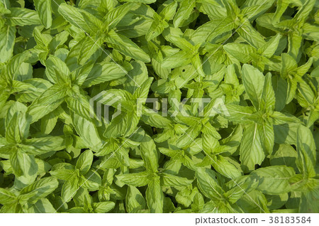 Peppermint is a spiced vanilla plant with fresh, cool leaves. 38183584