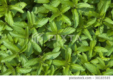薄荷是一種辛香調味香草植物,葉子有清新涼爽的口味 38183585