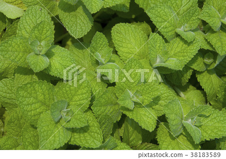 Peppermint is a spiced vanilla plant with fresh, cool leaves. 38183589