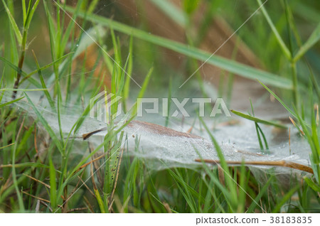 small dew on cobweb in the wet field. small dew on cobweb in the wet field. 38183835
