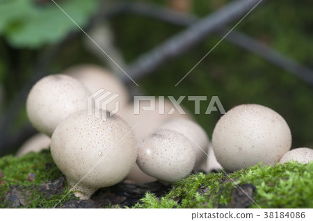 Puffball mushrooms on a stump 38184086