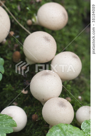 Puffball mushrooms on a stump 38184089
