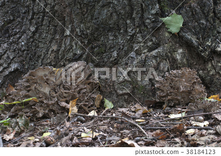 Grifola frondosa mushroom 38184123