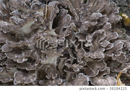 Grifola frondosa mushroom 38184125