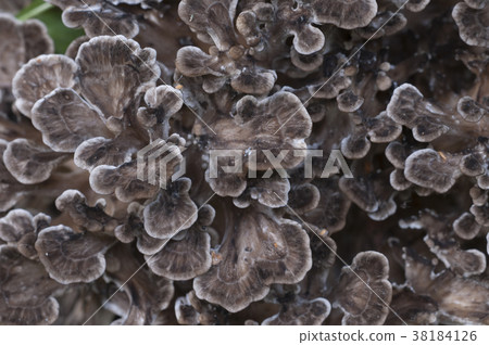 Grifola frondosa mushroom 38184126