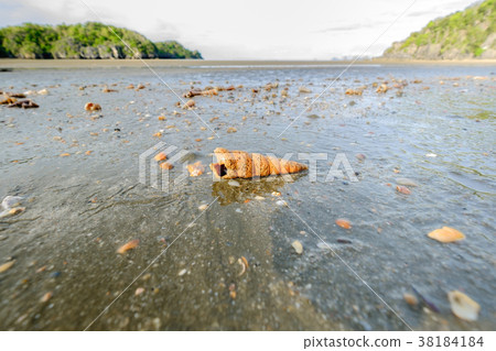 Shells that appear after dropping the sea. 38184184