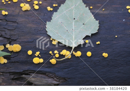 Bisporella citrina [Calycella citrina] 38184420