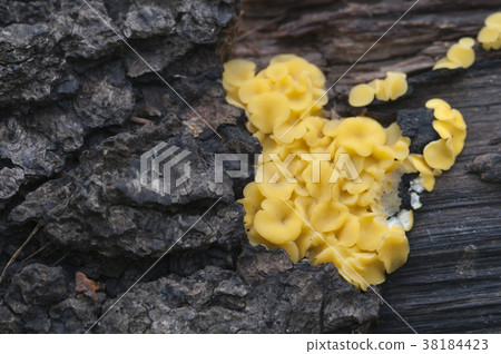 Bisporella citrina [Calycella citrina] 38184423