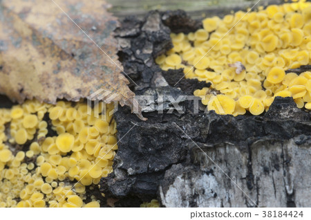 Bisporella citrina [Calycella citrina] 38184424