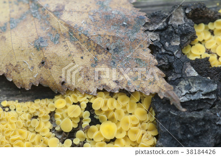 Bisporella citrina [Calycella citrina] 38184426