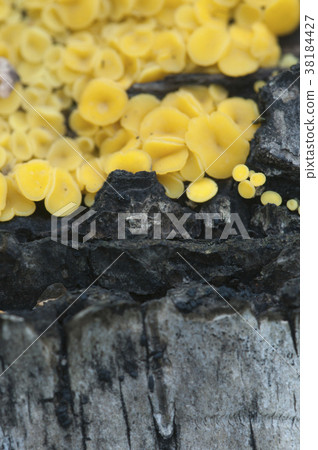 Bisporella citrina [Calycella citrina] 38184427