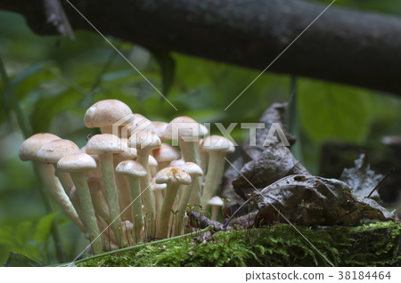 Hypholoma lateritium on a stump 38184464