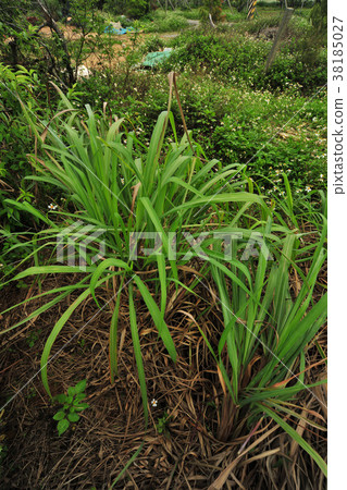 玉田香的薰香。香的起因，晚for。 38185027