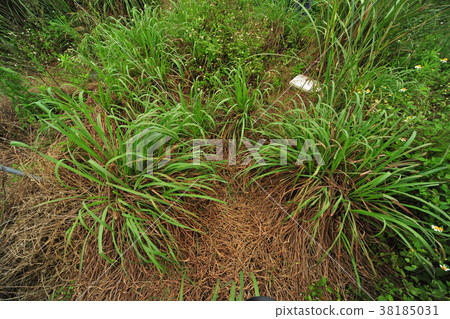 玉田香的薰香。香的起因，晚for。 38185031