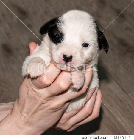 Very cute white-black puppies. Very cute white-black puppies. 38185165
