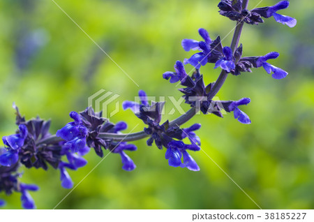 宇達種草植物，芳香植物，葉綠，花靛藍至靛藍紫，亞生植物。 38185227