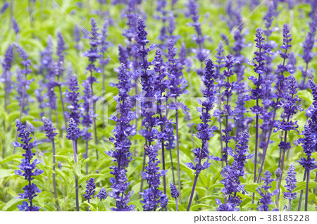 Mio grass plant, aromatic plant, leaf-green, flower indigo to indigo purple, Yazoi plant. Mio grass plant, aromatic plant, leaf-green, flower indigo to indigo purple, Yazoi plant. 38185228