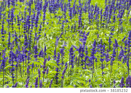 Mio grass plant, aromatic plant, leaf-green, flower indigo to indigo purple, Yazoi plant. 38185232