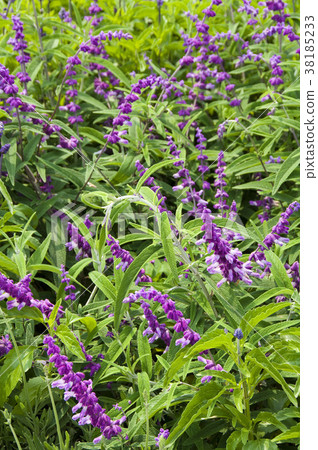 Mio grass plant, aromatic plant, leaf-green, flower indigo to indigo purple, Yazoi plant. 38185233