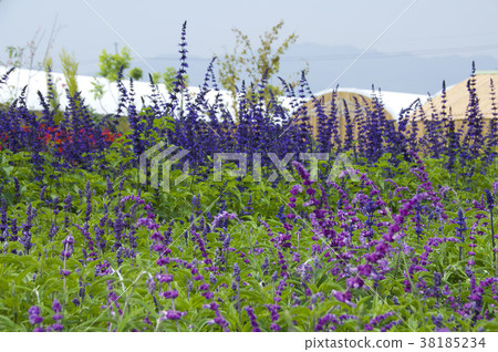 Mio grass plant, aromatic plant, leaf-green, flower indigo to indigo purple, Yazoi plant. 38185234