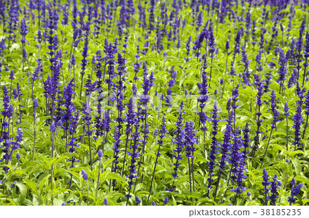 Mio grass plant, aromatic plant, leaf-green, flower indigo to indigo purple, Yazoi plant. 38185235