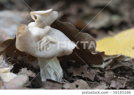 Helvella crispa (white saddle) mushroom 38185286