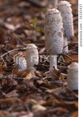 Coprinus comatus mushrooms 38185437