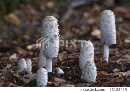 Coprinus comatus mushrooms 38185439