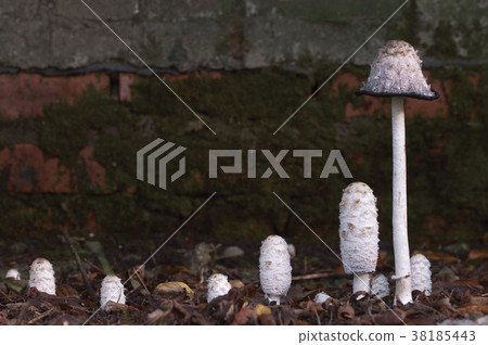 Coprinus comatus mushrooms Coprinus comatus mushrooms 38185443