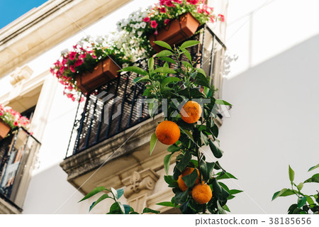 Orange tree against balcony decorated with Orange tree against balcony decorated with 38185656