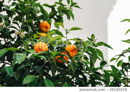 Low angle view of orange tree against white wall 38185659