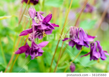 Aquilegia flower 38185660