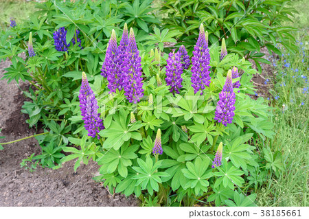 Blooming lupine flowers on flower bed 38185661