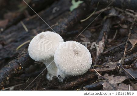 Puffball mushrooms, close up shot 38185699