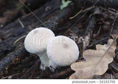 Puffball mushrooms, close up shot 38185700