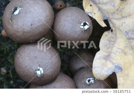 Puffball mushrooms on a stump Puffball mushrooms on a stump 38185751