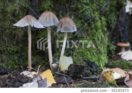 Coprinus atramentarius mushrooms 38185873